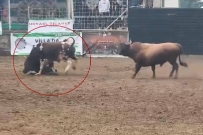 Artvin'de rakibinden kaçan boğa, bakıcısını boynuzla yere serdi