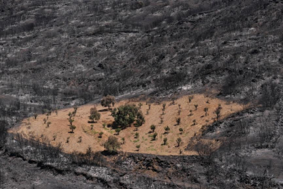 İzmir'de önceden otlardan temizlenen bahçe yangından etkilenmedi