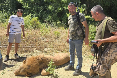 Bir kişiyi yaralamıştı: Kafesten kaçan aslan öldürüldü!