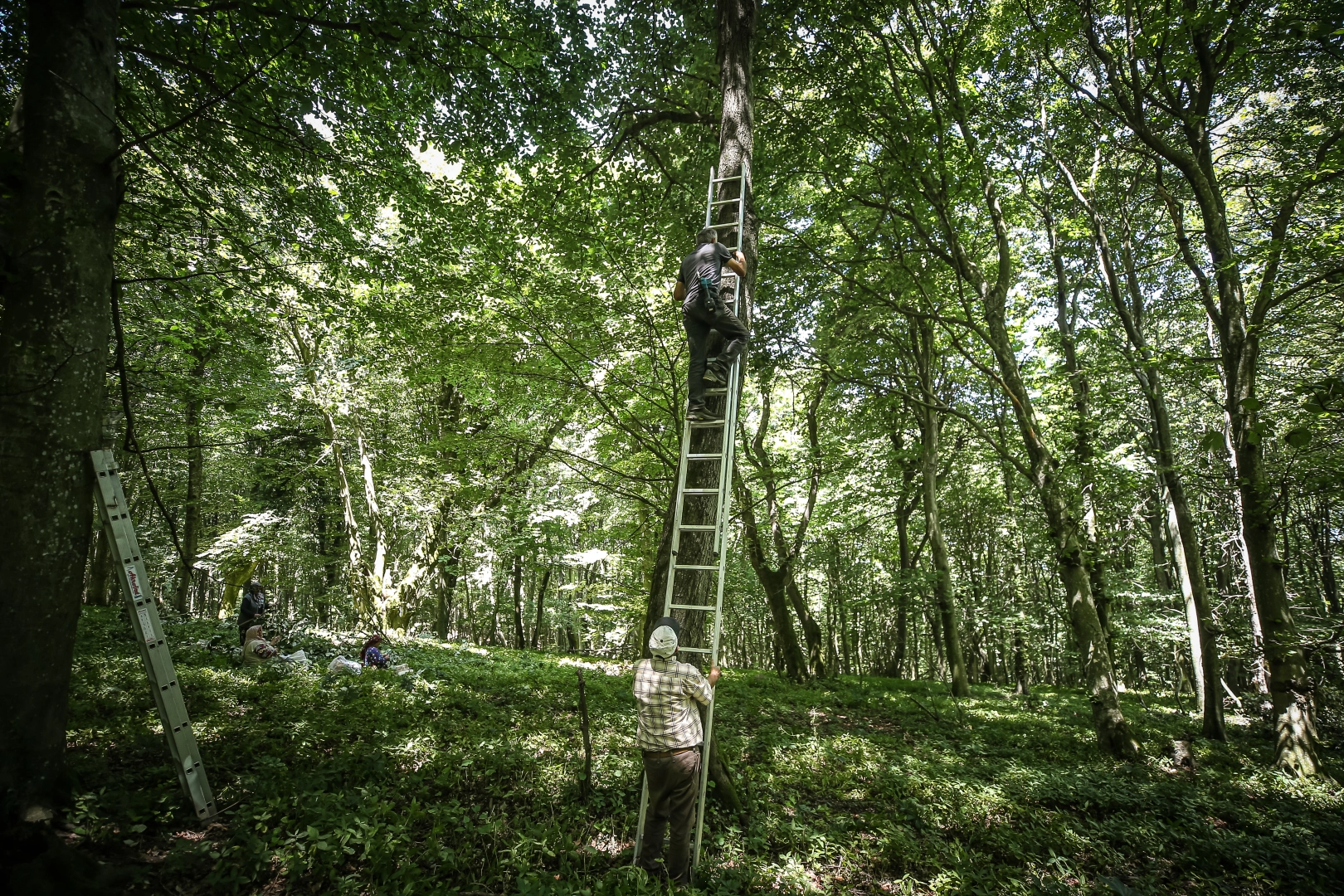 Bursa'daki ıhlamur bereketi