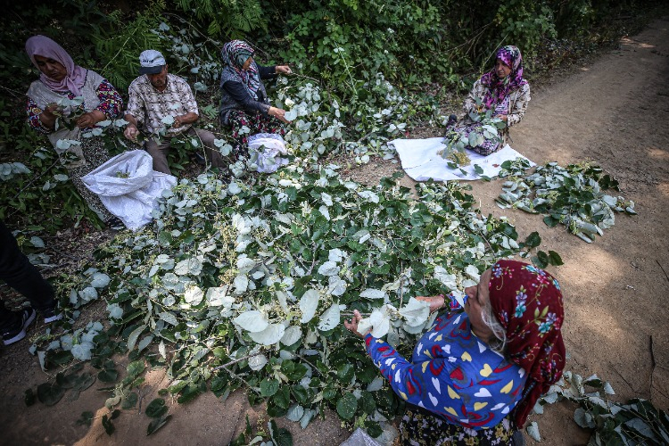 - "Verim geçen seneye göre çok güzel"