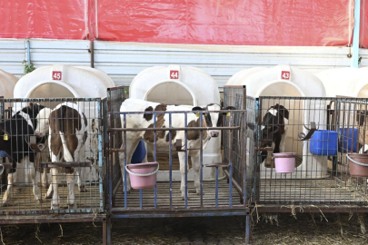 İzmir Ödemiş'te yangından tahliye edilen hayvanlara özel bakım