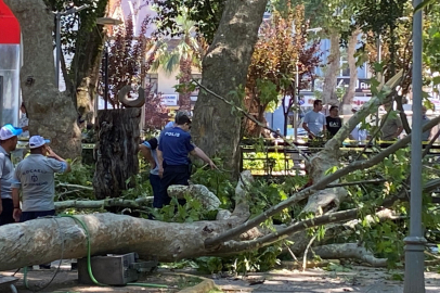 Kocaeli'de korkunç olay: Çınar ağacının kopan dalı vatandaşların üzerine düştü
