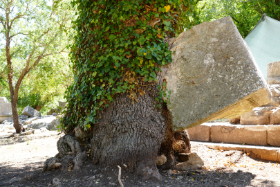 Meşe ağacı lahit parçasını havaya kaldırdı