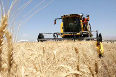 Hububat ve bakliyat ihracatı yılın ilk yarısında yüzde 4,5 arttı