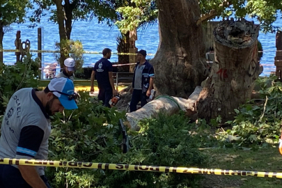 Kocaeli'de çınardan kopan dal can aldı: O anlar kamerada