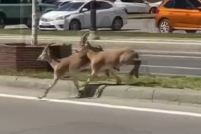 Sivas'ta dağ keçileri yolunu şaşırıp kent merkezine indi