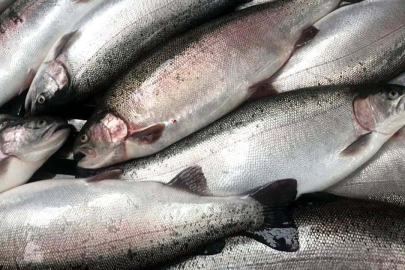 Türk somonu ihracatı yılın ilk yarısında 217 milyon dolar kazandırdı