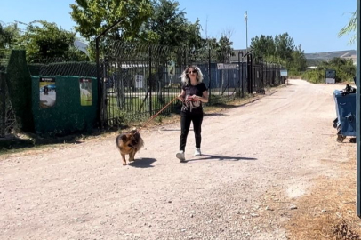 Bursa'da sahiplenilmeyi bekleyen hayvanların bakıcılığını yapıyorlar