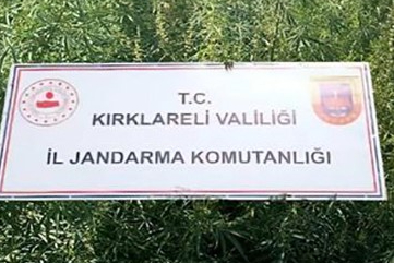 Kırklareli'nde 102 bin kök kenevir ele geçirildi