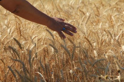 Makarnalık buğdayın fiyatı arttı ekmeklik aynı kaldı