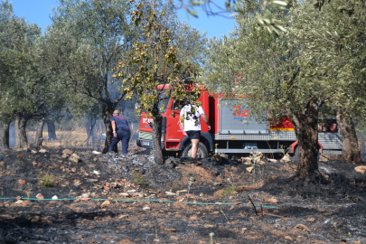Balıkesir Ayvalık’ta yerleşim sitesinin yanında zeytinlik yangını