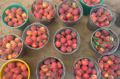Bursa şeftalisinde hasat başladı! Fiyattan çiftçiler memnun...