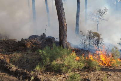 Kütahya’da orman yangını
