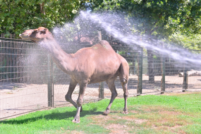 Bursa'da çöl sıcaklarına hortumlu çözüm! Develer böyle serinletildi...