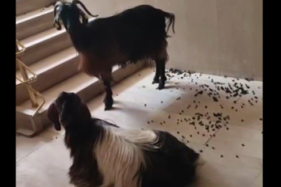 Muş'ta serinlemek için apartmana giren iki keçinin inadı tutunca asansörle indirildi