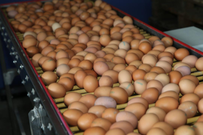 Tavuk yumurtalarının ihracatı kayda bağlandı