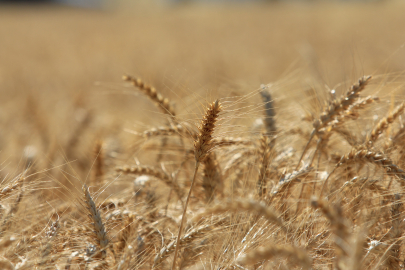 ABD Tarım Bakanlığı Türkiye buğday üretimini 16,3 milyon ton bekliyor