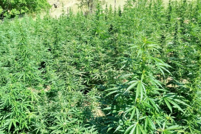 Bingöl’de bin 400 kök kenevir bitkisi ele geçirildi