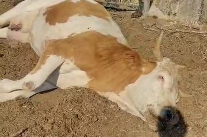 Karabük’te 3 inek şap hastalığından telef oldu