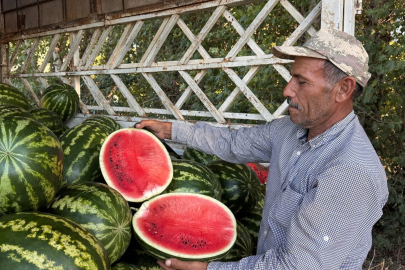 Suruç Ovası'nda yerli karpuzun ilk hasadı buruk başladı