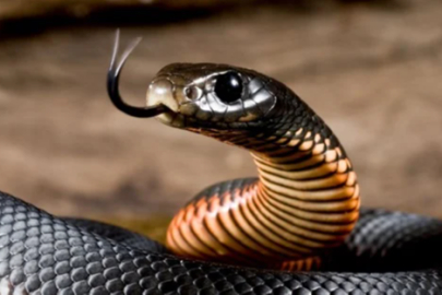 Bursa'da yılanın ısırdığı kişi tedavi altına alındı!