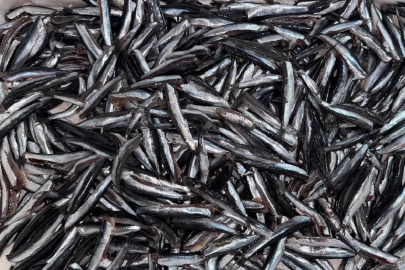 Hamsi yılın ilk yarısında 19 ülkeden alıcı buldu