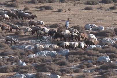 İsrailliler, Batı Şeria'da Filistinlilerin tarım arazilerine saldırdı