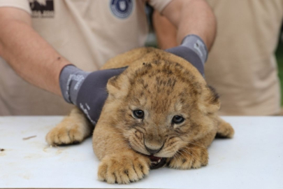 Koruma altındaki aslan yavrusu yetişkin aslanın saldırısında öldü