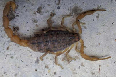 Zehirli akrep eve girmeye çalışırken yakalandı