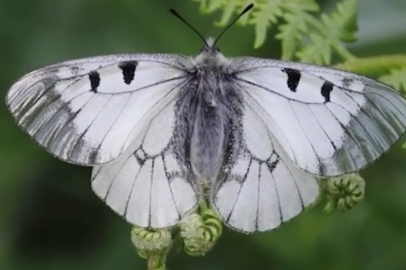 Bursa'da 'Dumanlı Apollo' sevinci! Uludağ'da görüntülendi: Nesli tehdit altında...