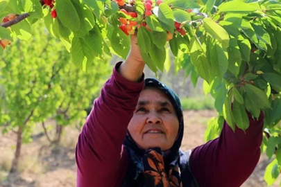 Ürünlerini don vuran çiftçiye bir darbe daha! İşte alım fiyatı
