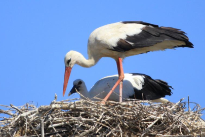 Bursa'da bu köyde Yaren leyleğin köyünden 8 katı daha fazla yuva bulunuyor