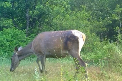 Bursa'da erkekten sonra dişi Kızılgeyik de görüntülendi