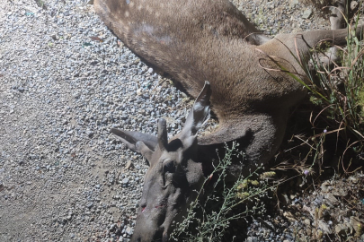 Bursa'da ormandan çıkan geyik, telef oldu