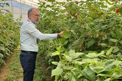 Bursa'dan Sırbistan'a ahududu üretiminde uluslararası işbirliği adımı
