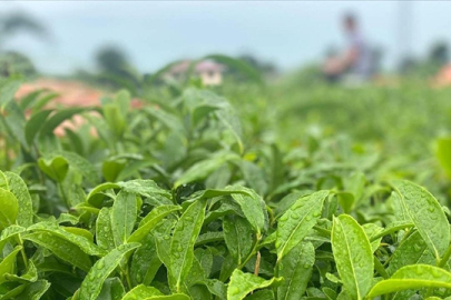 ÇAYKUR olarak ürün yelpazesini genişletiyor