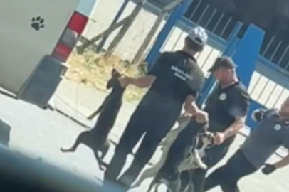 Düzce’de sahipsiz sokak köpeği toplarken özensiz davranış gösteren çalışanlar hakkında soruşturma başlatıldı