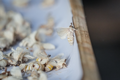 Türkiye'nin ipek böceği yumurtası ihtiyacının tamamı Bursa'dan sağlanıyor