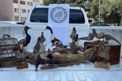 Afyonkarahisar’da 14 mumyalanmış hayvan ve 2 kafes ele geçirildi
