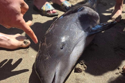 Bursa'da 2 metre uzunluğunda yunus karaya vurdu