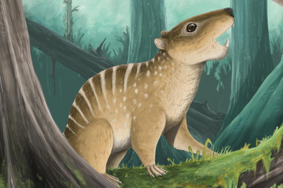 Bir öğrenci sahilde 145 milyon yıllık fosil buldu, yeni bir tür keşfedildi