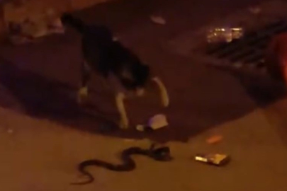 Bursa'da yılan ile kedinin kavgası kamerada