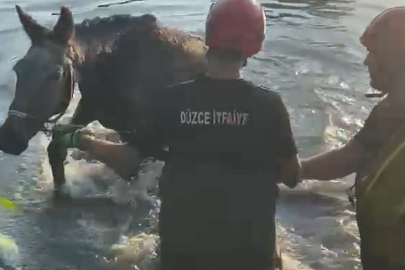 Düzce'de Melen Çayı’na düşen eşeği itfaiye kurtardı