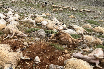 Tunceli'de yıldırım isabet eden 200 koyun telef oldu