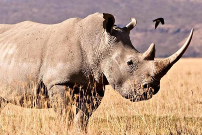24 milyon yıllık fosillerden protein çıkarıldı