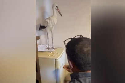 Bursa'da bulduğu leyleği elleriyle böyle besledi!