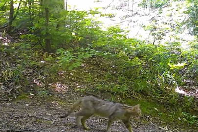 Bursa'da yaban kedisi fotokapanla görüntülendi