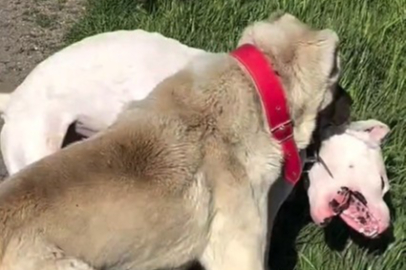 Eskişehir'de köpeklerin dövüştürüldüğü video tepki topladı