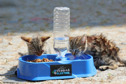 Sıcak yaz günlerinde can dostlara destek